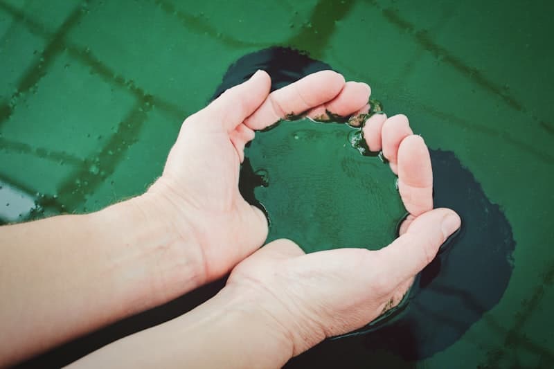 Spiruline et sport : le duo gagnant